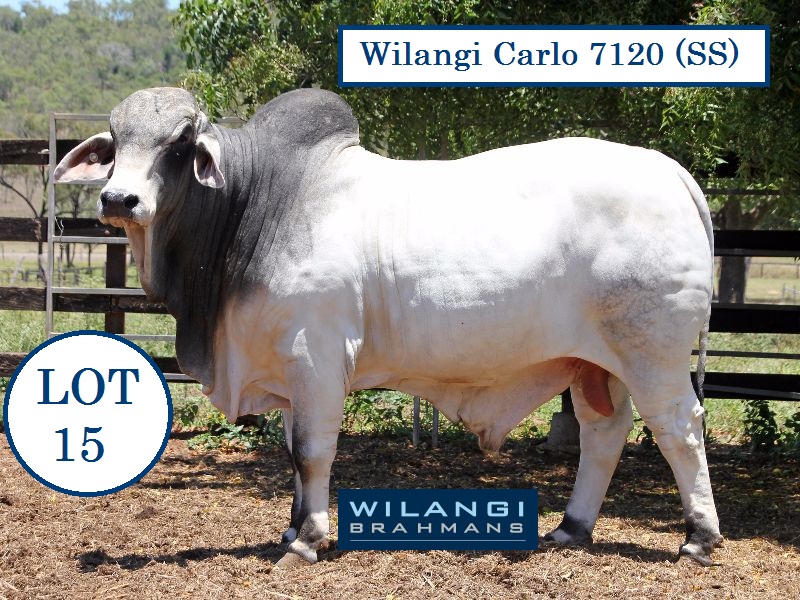 Lot 15 Wilangi Carlo 7120 SS