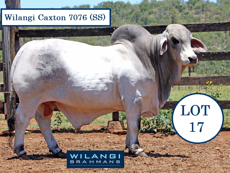 Lot 17 Wilangi Caxton 7076 SS