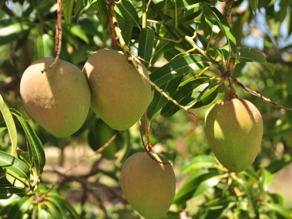 Home of the Honey Gold Mango! Jim Pola Digital Marketing