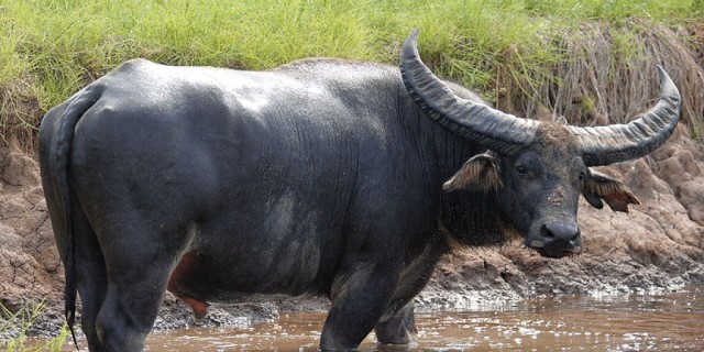 Indonesian Riverine Buffalo