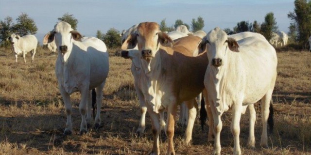 Purebred Brahmans For Sale