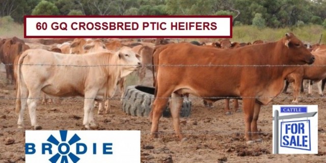 60 GQ CROSSBRED PTIC HEIFERS