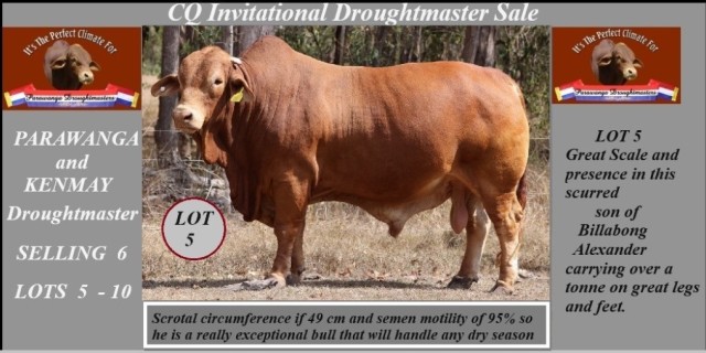 Parawanga Droughtmasters CQ Invitational Sale 2023 