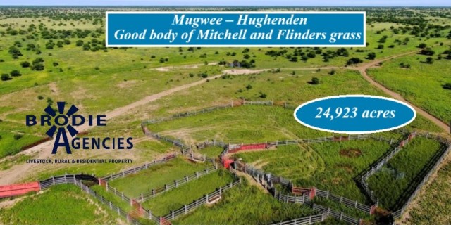 Mugwee – Hughenden