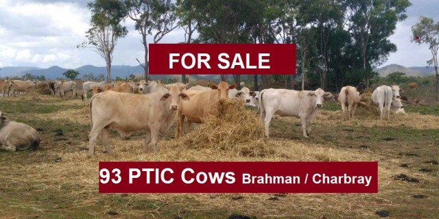 93 PTIC Cows (Quite and Quality)