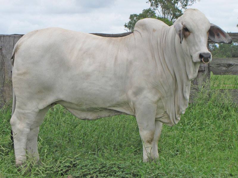 All Stars elite Brahman Female Sale Results