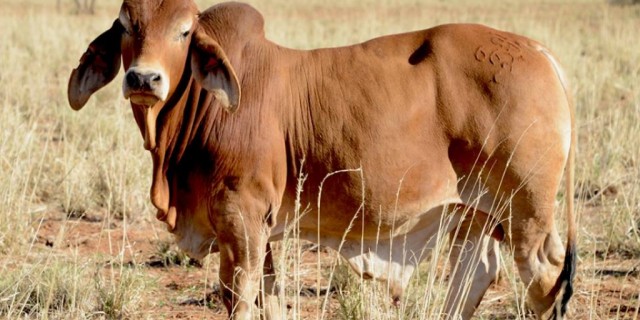  RED BRAHMAN BULLS & PRUEBRED FEMALES FOR SALE  - GIPSY PLAINS