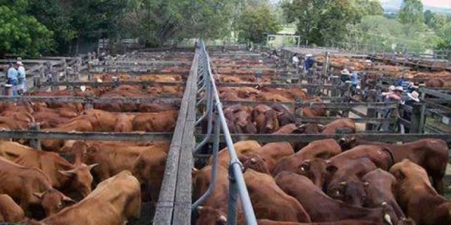 Records made to be broken cattle included.