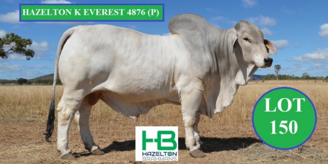 HAZELTON BRAHMANS RBW 2019