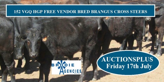  For Sale 152 VGQ HGP Free Vendor Bred Brangus Cross Steers.