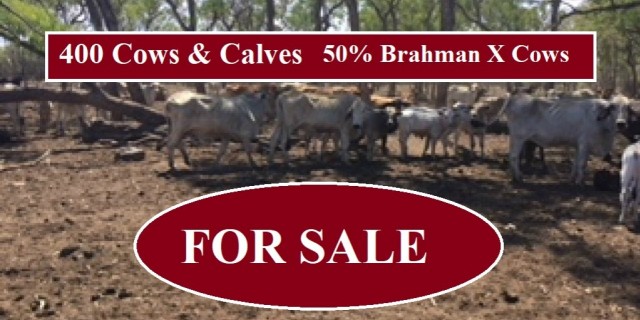 400 Cows & Calves FOR SALE