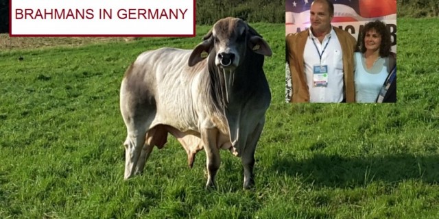 Our Brahman Friends In Germany