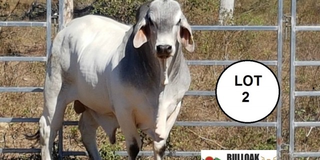 Reef To Ranges Interbreed bull sale 