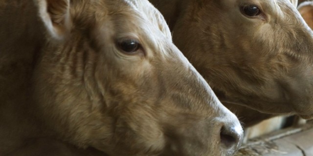 RSPCA must pay $1m for destroying cattle, appeal court rules