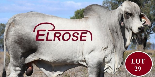 Elrose Bulls for Lancefield Sale 2021