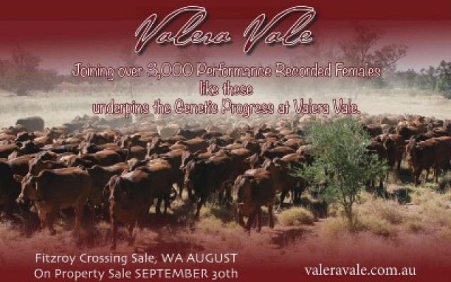 “Valera Vale”  Droughtmasters Sales  