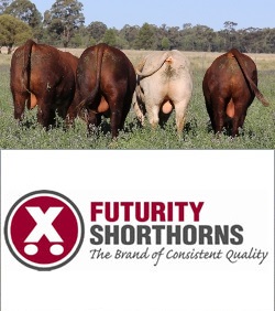 Futurity Shorthorns