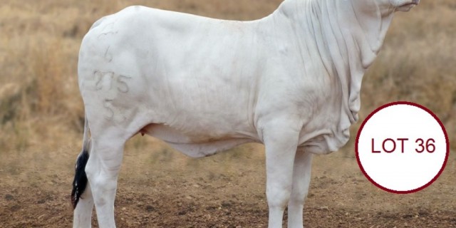 Hillview Brahman Stud.