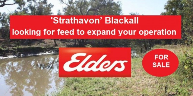 'Strathavon’ Blackall 