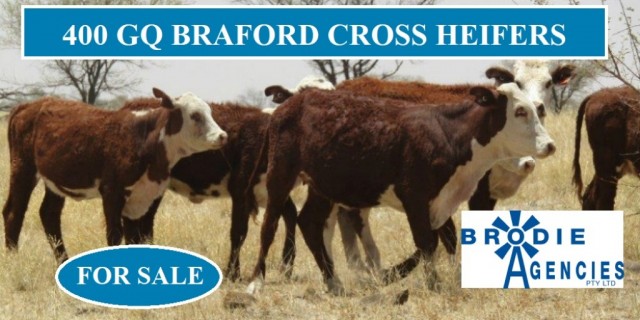 400 GQ BRAFORD CROSS HEIFERS