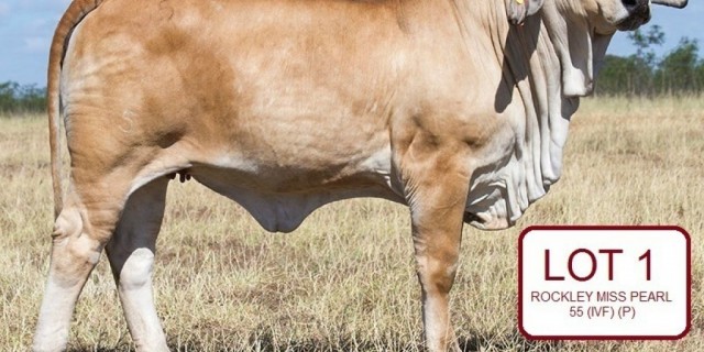 Brahman Congress Female Sale