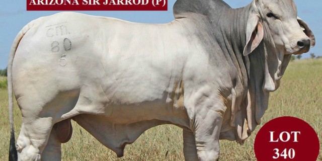  Arizona Brahmans 