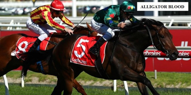 ALLIGATOR BLOOD LEADS GALAXY OF STARS TO CAULFIELD 