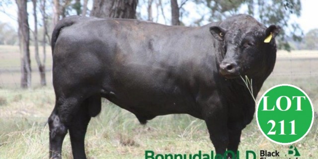 Bonnydale Black Simmentals