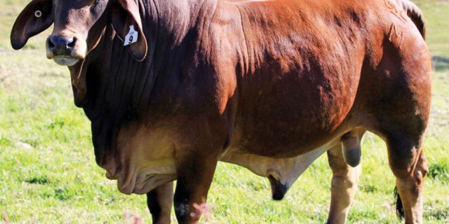 Bizzy Brahman Invitational Bull & Female Sale