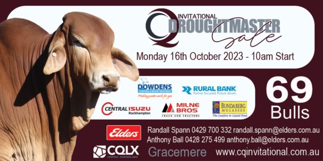 CQ Invitational Droughtmaster Sale 2023