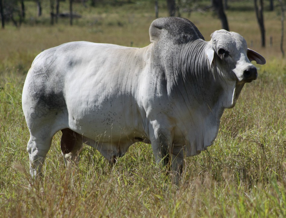 ALC BRAHMANS