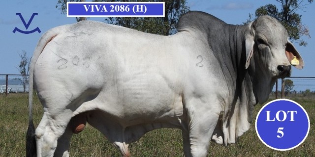 Viva Brahmans Clermont Beef Bull Sale.