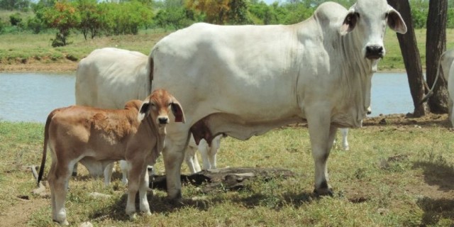 Mooramin Grey Brahman Stud SOLD SOLD SOLD 