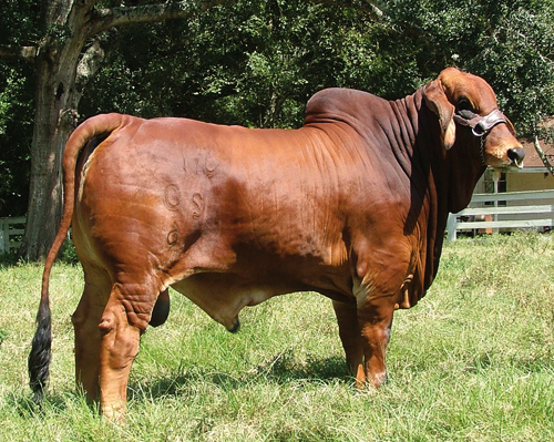 Carrinyah Park Brahman Stud