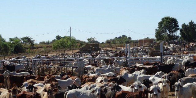 New research partnership to boost northern cattle industry