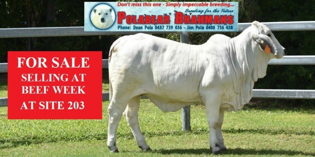 Polabear Brahmans