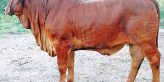 Gympie Brahman Female Sale Result