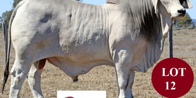 ELROSE BRAHMANS 
