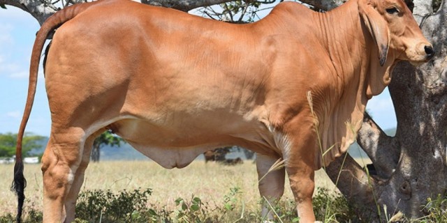  BRAHMAN FEMALES ALL STARS SALE 