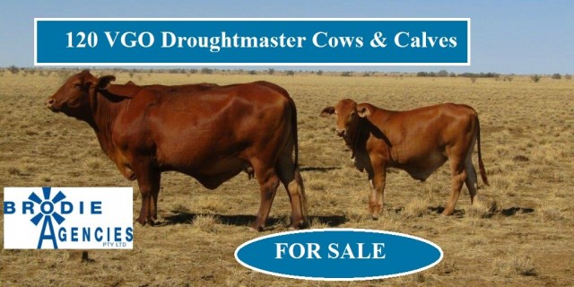  120 VGO Droughtmaster Cows & Calves. 