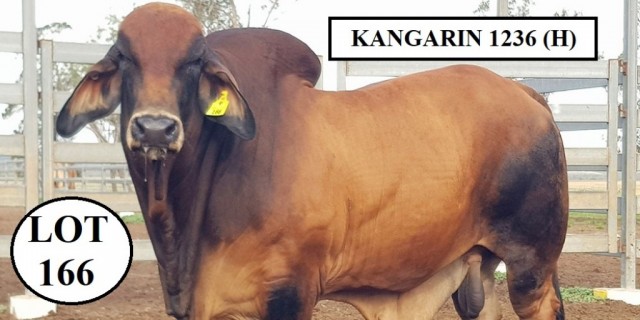 Kangarin Brahmans Gold City Bulls (2021)