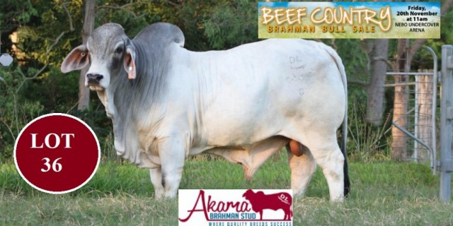 Akama Brahman Stud Bull Sale Nebo