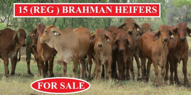 15 REGISTERED BRAHMAN HEIFERS (For Sale)