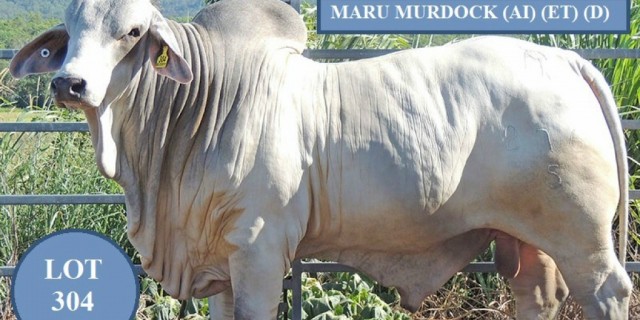 MARU BRAHMANS (BC) SALE BULLS