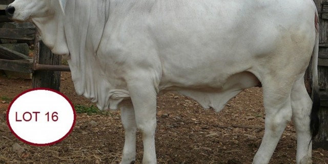 Hillview Brahmans Gympie Female sale 