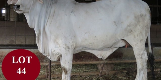 HILLVIEW BRAHMAN SALE FEMALES 