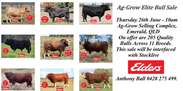 Ag-Grow Elite Bull Sale 2025