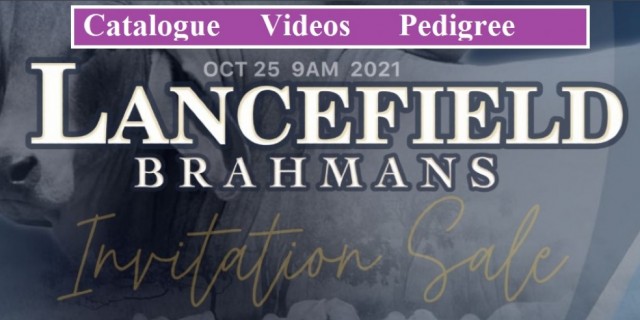 Lancefield Brahmans Invitation Sale