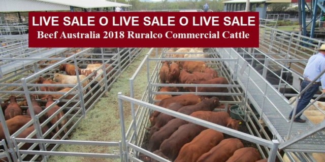 SALE O  LIVE   SALE O   LIVE