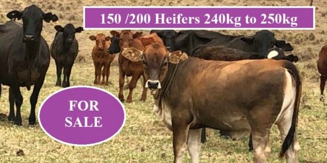 150 / 200 HEIFERS FOR SALE 